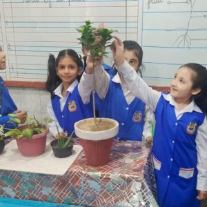 Introduction of Plants